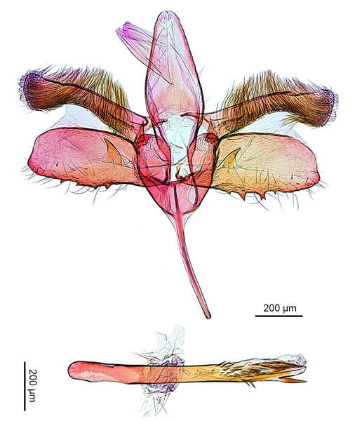 /filer/webapps/moths_gc/media/images/B/breyniphaga_Epicephala_PT2_GM_ANIC.jpg
