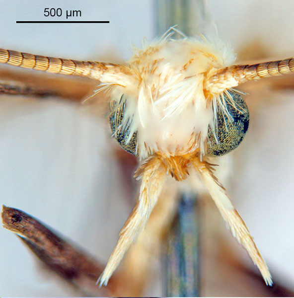 /filer/webapps/moths_gc/media/images/B/breyniphaga_Epicephala_PT2_head1_ANIC.jpg