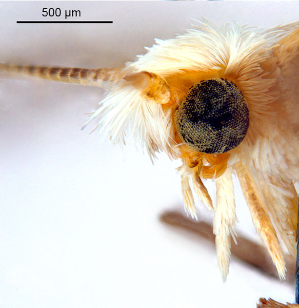 /filer/webapps/moths_gc/media/images/B/breyniphaga_Epicephala_PT2_head2_ANIC.jpg