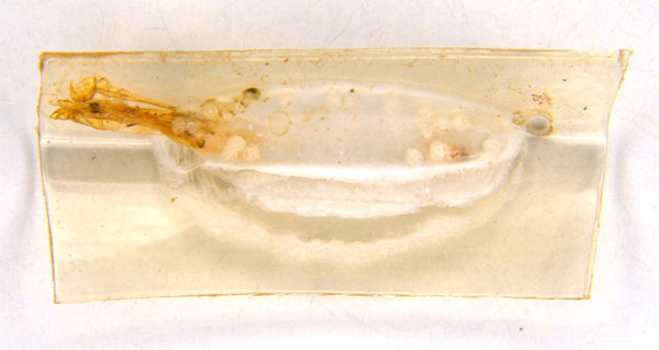 /filer/webapps/moths_gc/media/images/B/breyniphaga_Epicephala_PT2_pupa_ANIC.jpg
