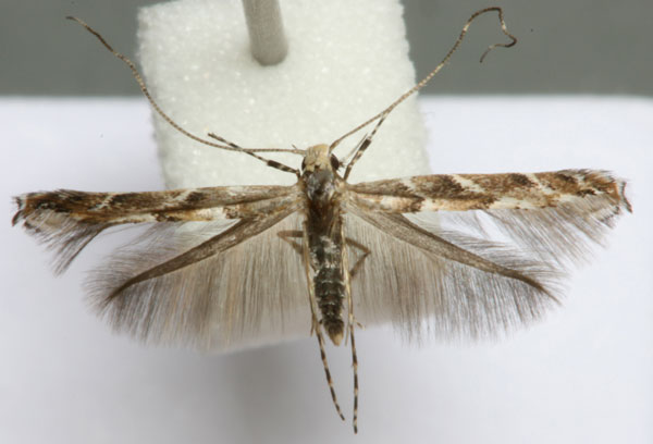 /filer/webapps/moths_gc/media/images/B/brongniardella_Acrocercopcops_A_Barton_2.jpg