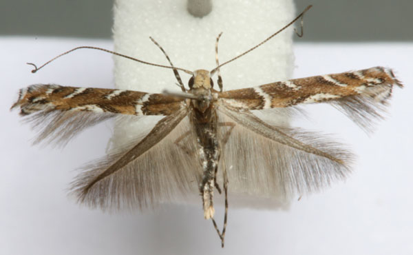 /filer/webapps/moths_gc/media/images/B/brongniardella_Acrocercops_A_Barton.jpg