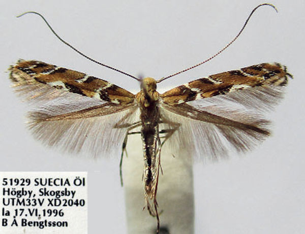 /filer/webapps/moths_gc/media/images/B/brongniardella_Acrocercops_A_Bengtsson_2024_7.jpg