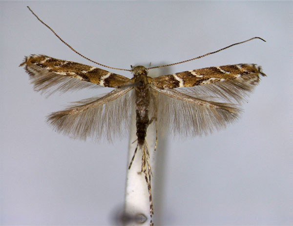 /filer/webapps/moths_gc/media/images/B/brongniardella_Acrocercops_A_EIHU.jpg