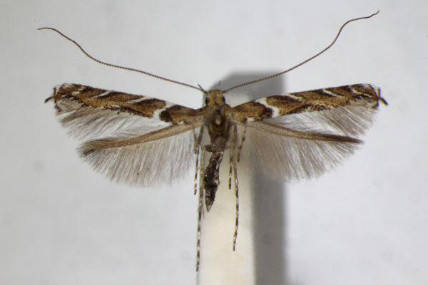 /filer/webapps/moths_gc/media/images/B/brongniardella_Acrocercops_A_ZSM_3.jpg