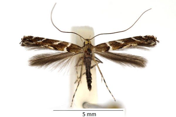 /filer/webapps/moths_gc/media/images/B/brongniardella_Acrocercops_female_RBINS.jpg