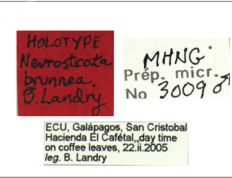 /filer/webapps/moths_gc/media/images/B/brunnea_Neurostrota_HT_MHNG_Labels.jpg