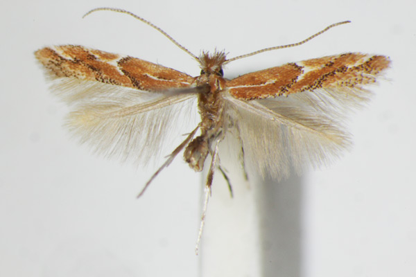 /filer/webapps/moths_gc/media/images/B/brunnea_Phyllonorycter_A_ZSM_3.jpg
