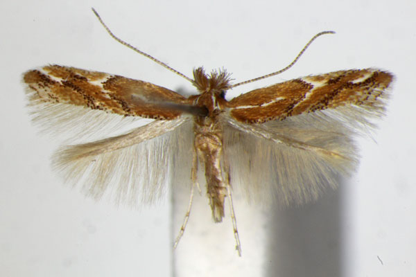 /filer/webapps/moths_gc/media/images/B/brunnea_Phyllonorycter_PT_ZSM_4.jpg