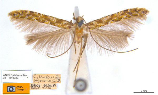 /filer/webapps/moths_gc/media/images/B/bryonoma_Caloptilia_ST_ANIC.jpg
