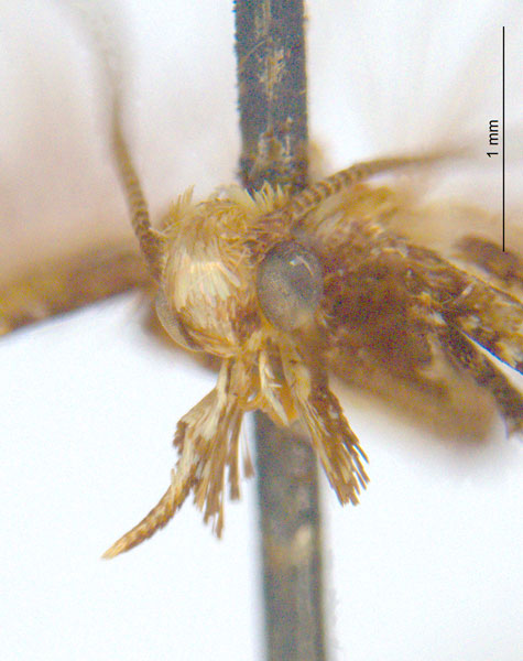 /filer/webapps/moths_gc/media/images/B/bryonoma_Caloptilia_ST_head_ANIC.jpg