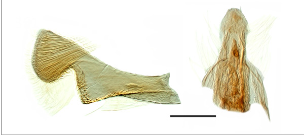 /filer/webapps/moths_gc/media/images/B/burserella_Caloptilia_HT_GM_USNM.jpg