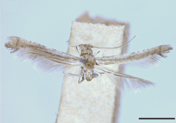 /filer/webapps/moths_gc/media/images/B/burserella_Caloptilia_HT_USNM.jpg