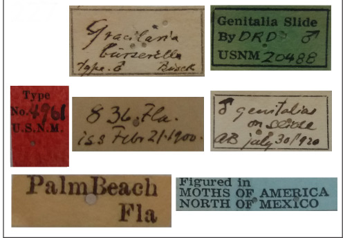 /filer/webapps/moths_gc/media/images/B/burserella_Caloptilia_HT_USNM_Label.jpg