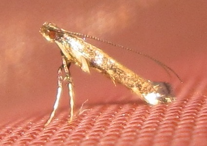 /filer/webapps/moths_gc/media/images/C/caerulea_Phodoryctis_A_Bippus_02.jpg