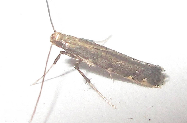 /filer/webapps/moths_gc/media/images/C/caerulea_Phodoryctis_A_Bippus_2019_30.jpg