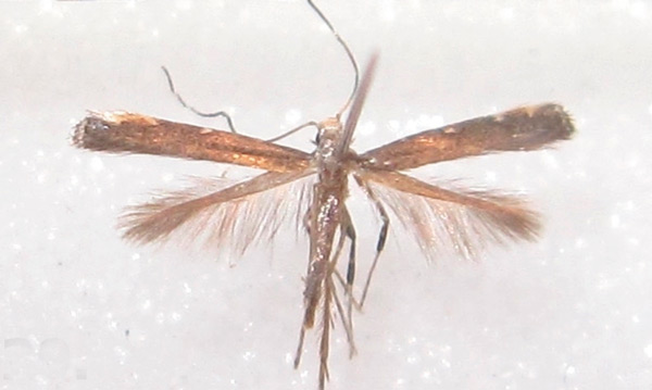 /filer/webapps/moths_gc/media/images/C/caerulea_Phodoryctis_A_Bippus_2019_30_02.jpg
