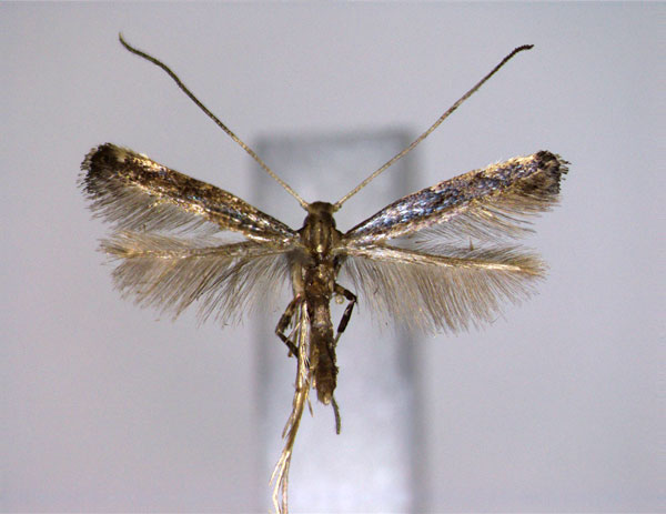 /filer/webapps/moths_gc/media/images/C/caerulea_Phodoryctis_A_EIHU.jpg