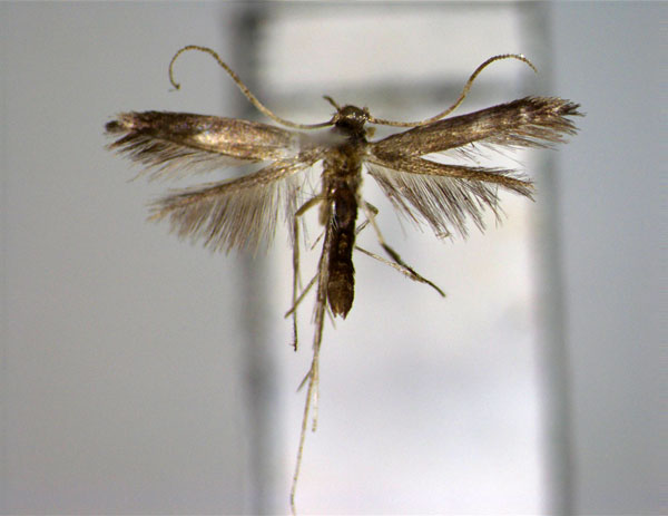 /filer/webapps/moths_gc/media/images/C/caerulea_Phodoryctis_A_EIHU_2.jpg