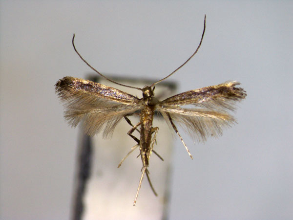 /filer/webapps/moths_gc/media/images/C/caerulea_Phodoryctis_A_EIHU_3.jpg