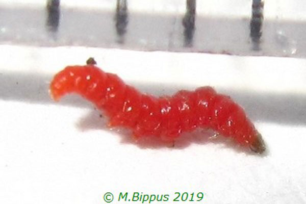 /filer/webapps/moths_gc/media/images/C/caerulea_Phodoryctis_C_Bippus.jpg