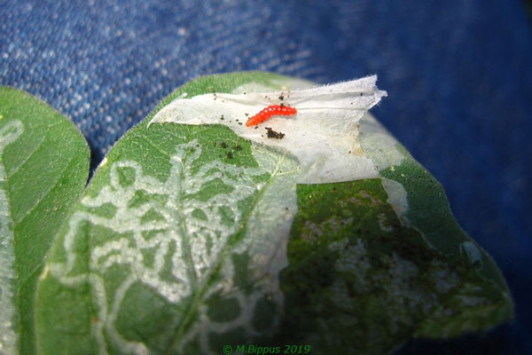 /filer/webapps/moths_gc/media/images/C/caerulea_Phodoryctis_MN_Bippus.jpg