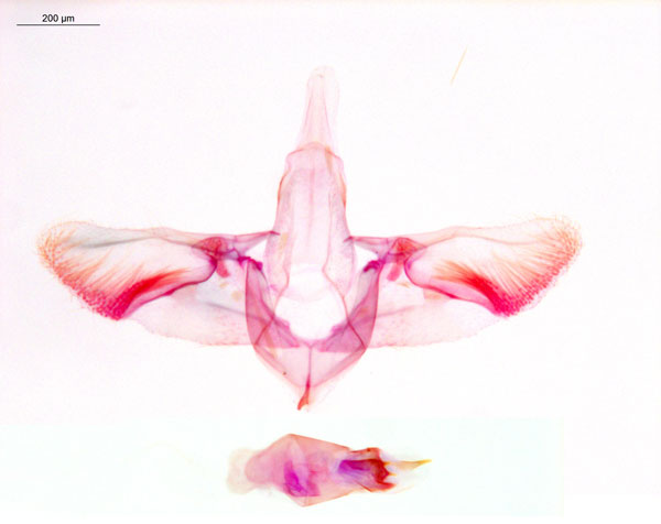 /filer/webapps/moths_gc/media/images/C/cairna_Diphtheroptila_GM_ANIC_Grc-5693_ANIC21379.jpg