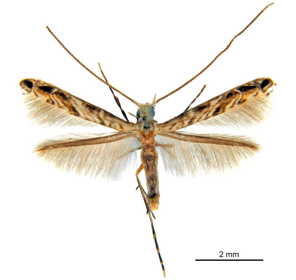 /filer/webapps/moths_gc/media/images/C/cairna_Diphtheroptila_HT_ANIC.jpg