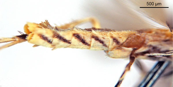 /filer/webapps/moths_gc/media/images/C/cairna_Diphtheroptila_HT_abdomen_ANIC.jpg