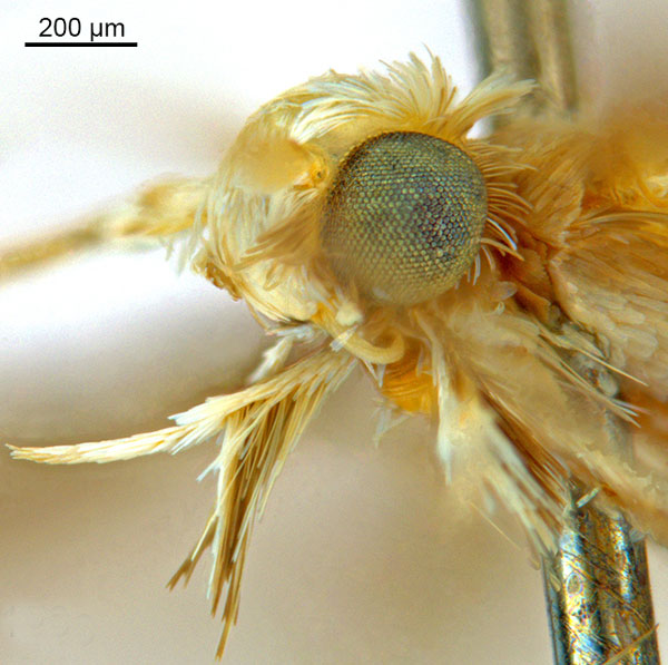 /filer/webapps/moths_gc/media/images/C/cairna_Diphtheroptila_HT_head2_ANIC.jpg
