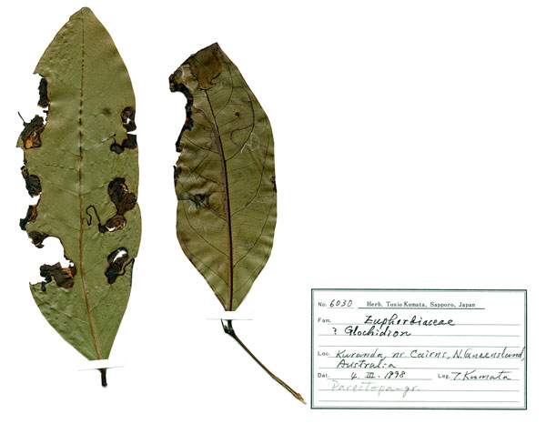 /filer/webapps/moths_gc/media/images/C/cairna_Diphtheroptila_HT_host-plant_NULT025275_ANIC.jpg