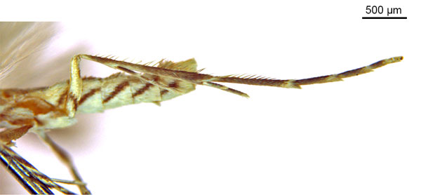 /filer/webapps/moths_gc/media/images/C/cairna_Diphtheroptila_HT_legs_ANIC.jpg