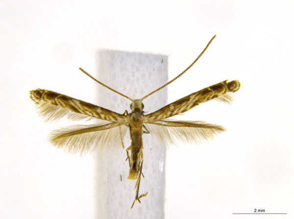 /filer/webapps/moths_gc/media/images/C/cairna_Diphtheroptila_PT_NULT023277_ANIC.jpg