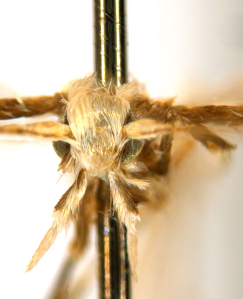 /filer/webapps/moths_gc/media/images/C/cairna_Diphtheroptila_PT_head1_NULT023277_ANIC.jpg