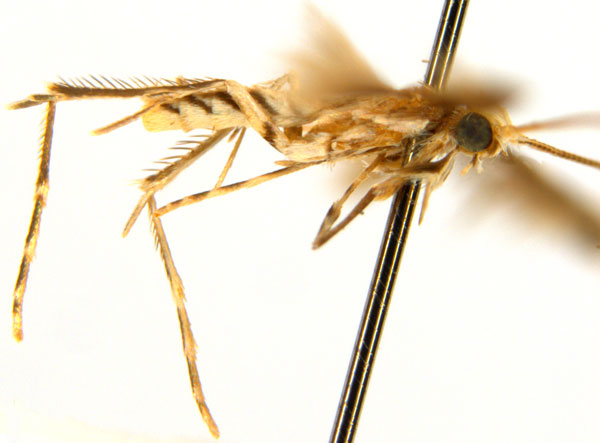 /filer/webapps/moths_gc/media/images/C/cairna_Diphtheroptila_PT_legs_NULT023277_ANIC.jpg