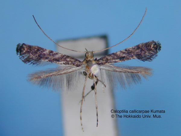 /filer/webapps/moths_gc/media/images/C/callicarpae_Caloptilia_HT_EIHU.jpg