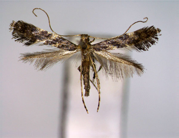 /filer/webapps/moths_gc/media/images/C/callicarpae_Caloptilia_PT_E.jpg
