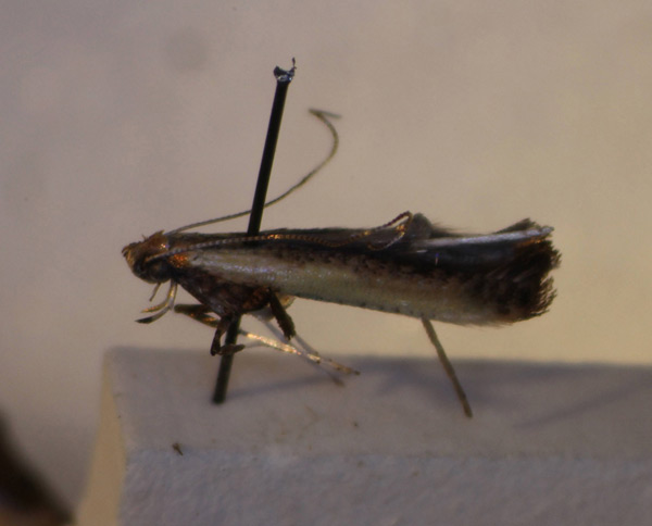 /filer/webapps/moths_gc/media/images/C/callichora_Caloptilia_A_BMNH-(E)-1410638_BMNH_adjusted.jpg