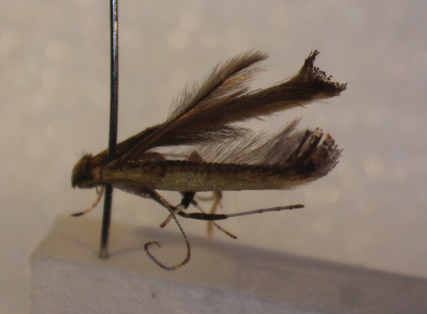 /filer/webapps/moths_gc/media/images/C/callichora_Caloptilia_A_BMNH-(E)-1410642_BMNH.jpg