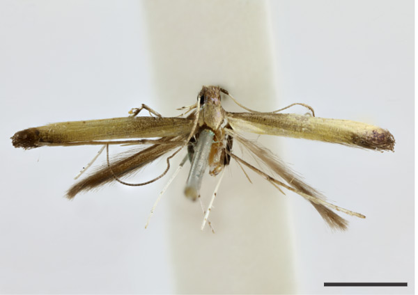 /filer/webapps/moths_gc/media/images/C/callichora_Caloptilia_ST_1410666_BMNH.jpg
