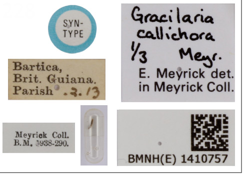 /filer/webapps/moths_gc/media/images/C/callichora_Caloptilia_ST_1410666_BMNH_Label.jpg