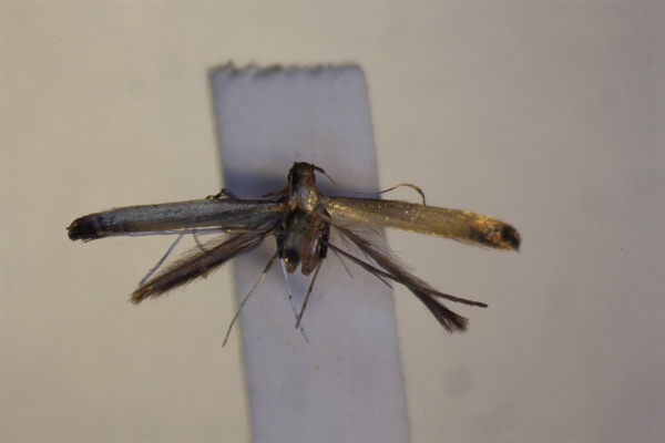 /filer/webapps/moths_gc/media/images/C/callichora_Caloptilia_ST_BMNH-(E)-1410757_BMNH.jpg