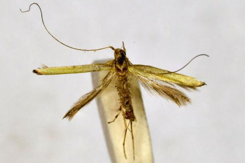 /filer/webapps/moths_gc/media/images/C/callicirrha_Caloptilia_A_BMNH(E)-1055733.jpg