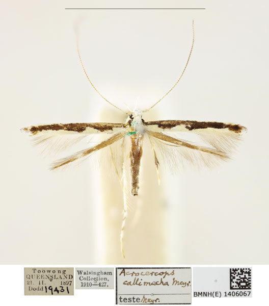 /filer/webapps/moths_gc/media/images/C/callimacha_Acrocercops_A_BMNH_1406067.jpg
