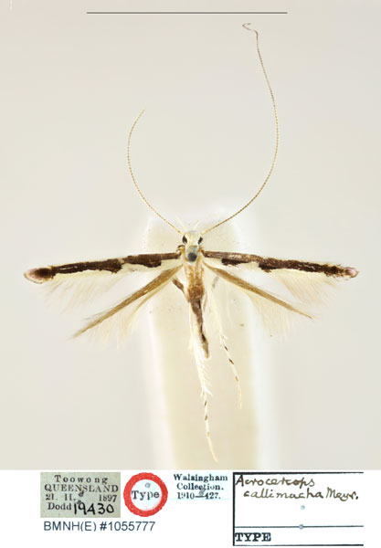 /filer/webapps/moths_gc/media/images/C/callimacha_Acrocercops_HT_BMNH_1055777.jpg