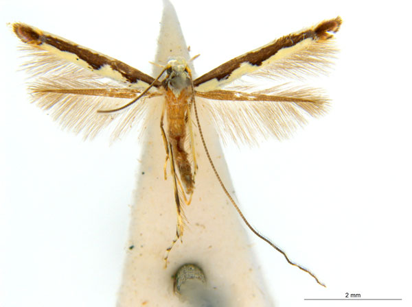 /filer/webapps/moths_gc/media/images/C/callimacha_Cuphodes_A158_ANIC.jpg