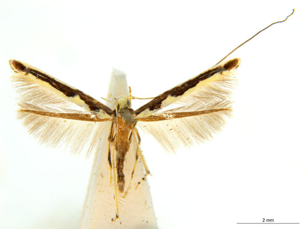 /filer/webapps/moths_gc/media/images/C/callimacha_Cuphodes_AM_159_ANIC.jpg