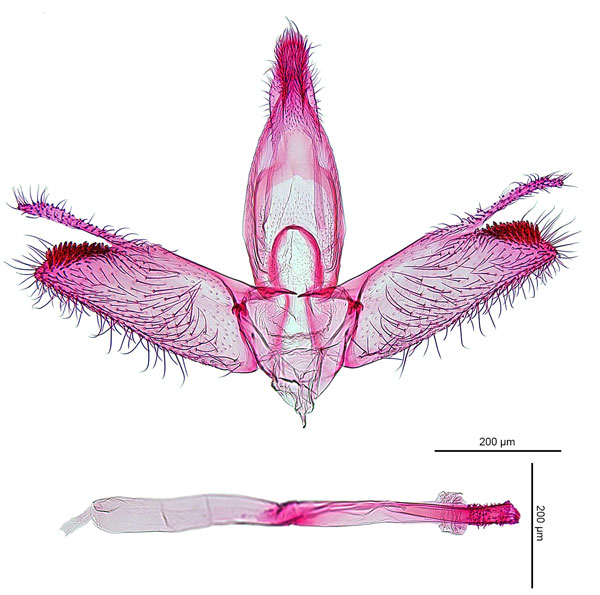 /filer/webapps/moths_gc/media/images/C/callimacha_Cuphodes_GM_NULT024726_ANIC.jpg
