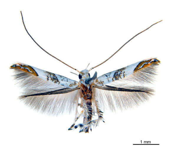 /filer/webapps/moths_gc/media/images/C/calycanthae_Cuphodes_HT_NULT024948.jpg
