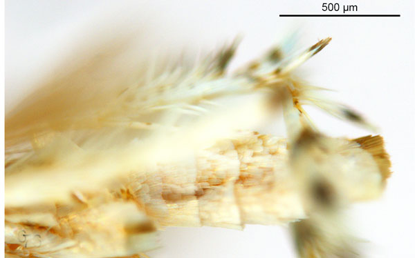 /filer/webapps/moths_gc/media/images/C/calycanthae_Cuphodes_HT_abdomen1_ANIC.jpg